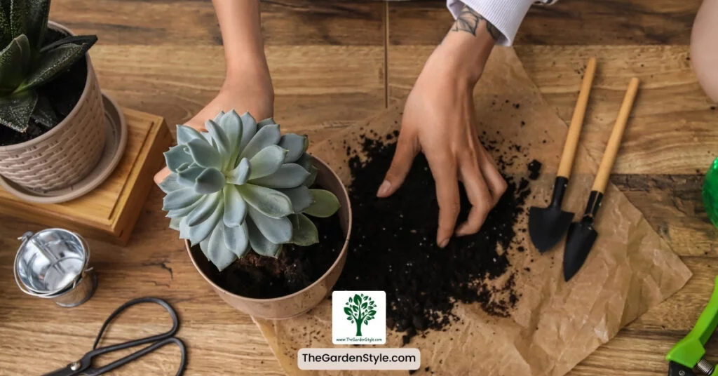 how to care for succulents after repotting