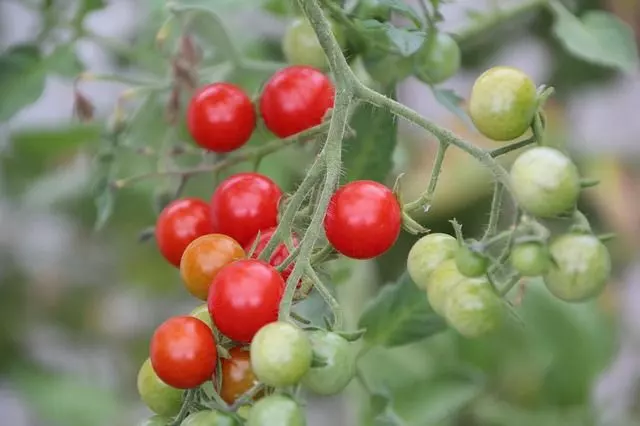 how to grow cherry tomato step by step
