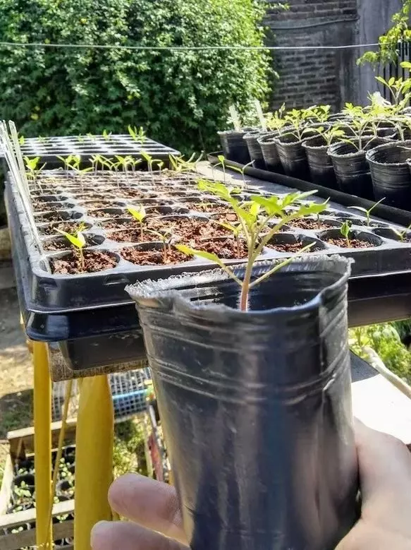 how to grow cherry tomatoes in a pot