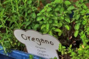 how to grow oregano step by step