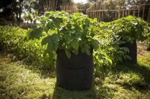 how to grow potatoes in a pot step by step