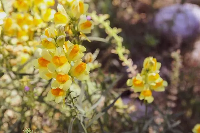 how to grow snapdragons from seed