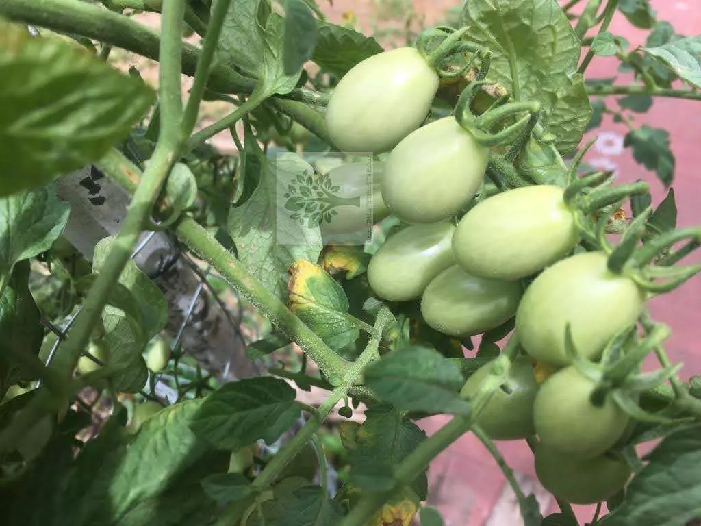 how to grow tomato plant step by step