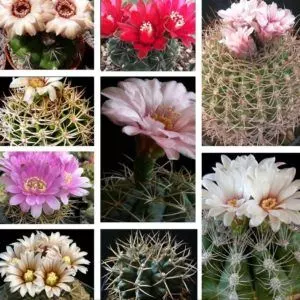 how to propagate cactus by seeds step by step