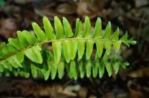 how to propagate ferns 3 ways step by step