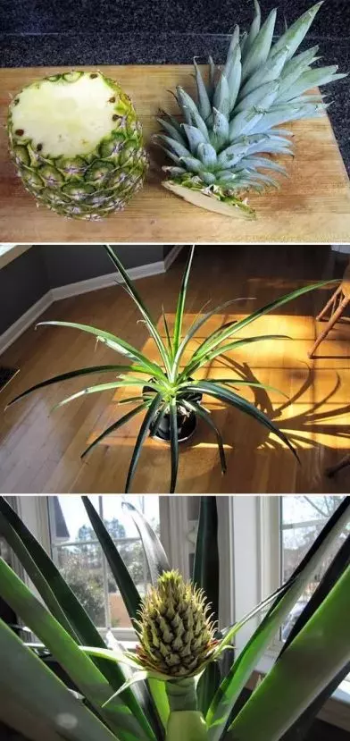 how to propagate pineapple step by step