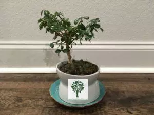 how to prune bonsai ultimate guide
