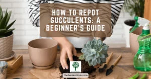 how to repot succulents beginners guide
