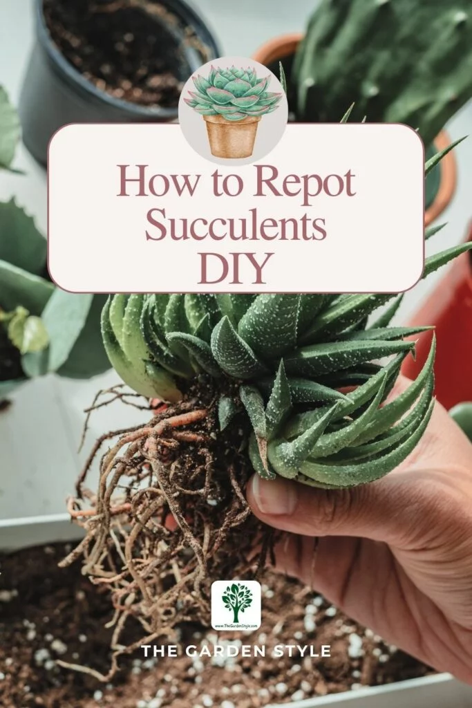 how to repot succulents diy