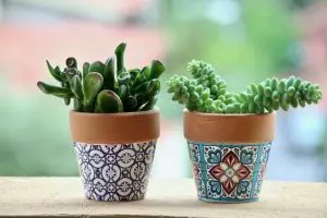 how to repot succulents step by step