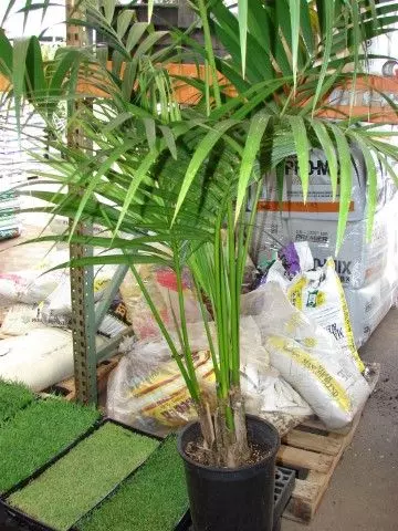 types of indoor palm trees howea forsteriana