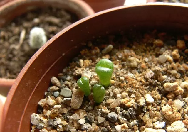 lithops seedlings