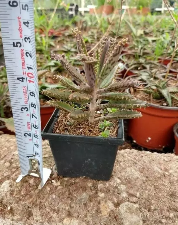 mother of thousands succulent potted