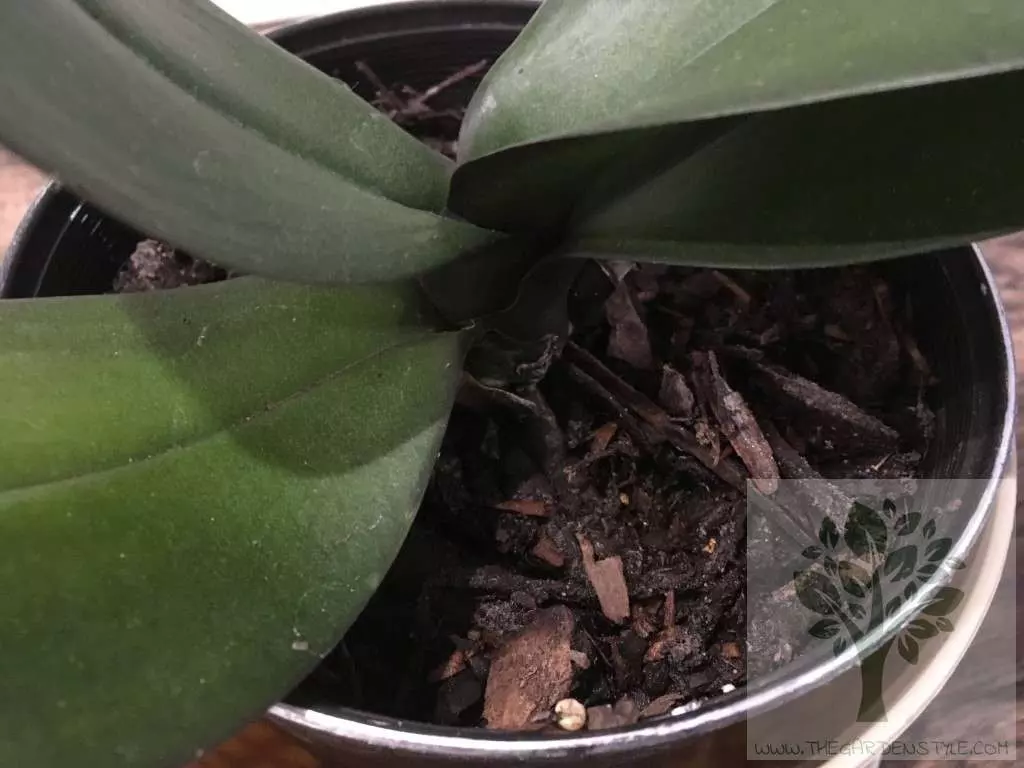 orchid soil