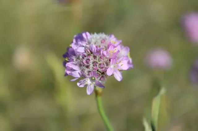 oregano flower