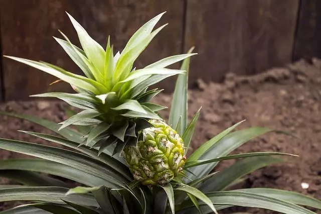 pineapple offshoots