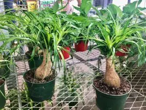 ponytail palm brown tips how to revive