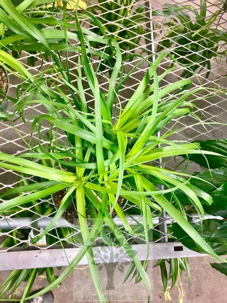ponytail palm leaves