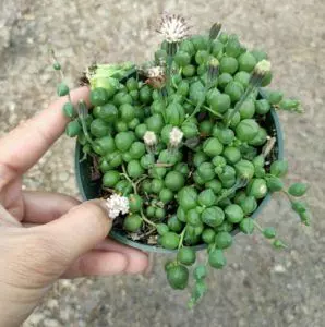 propagating string of pearls ultimate guide