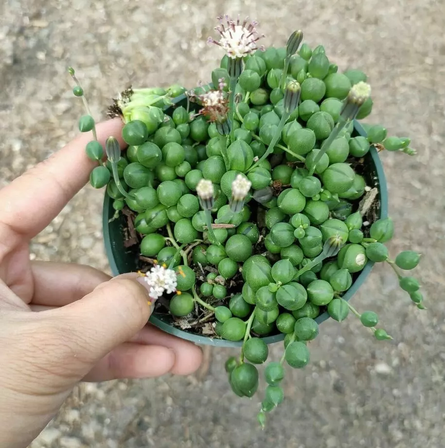 propagating string of pearls ultimate guide