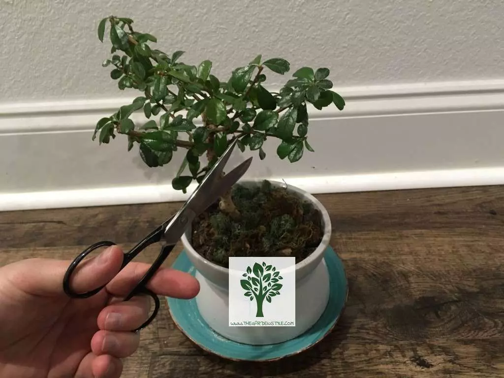 pruning bonsai