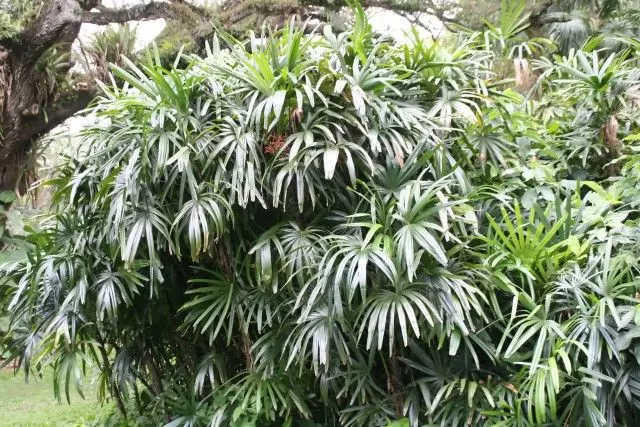 types of indoor palm trees rhapis excelsa