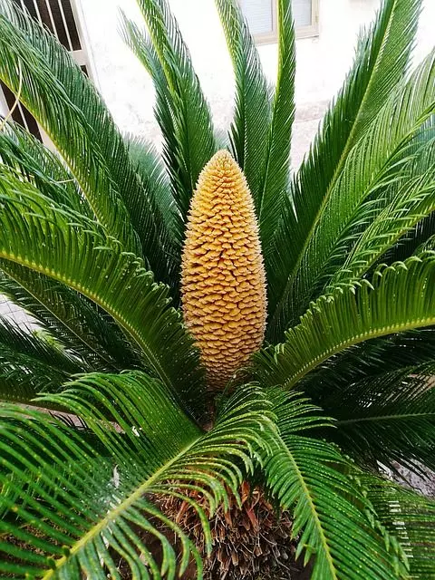 sago palm care flower