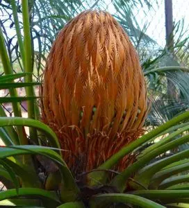 sago palm care ultimate guide
