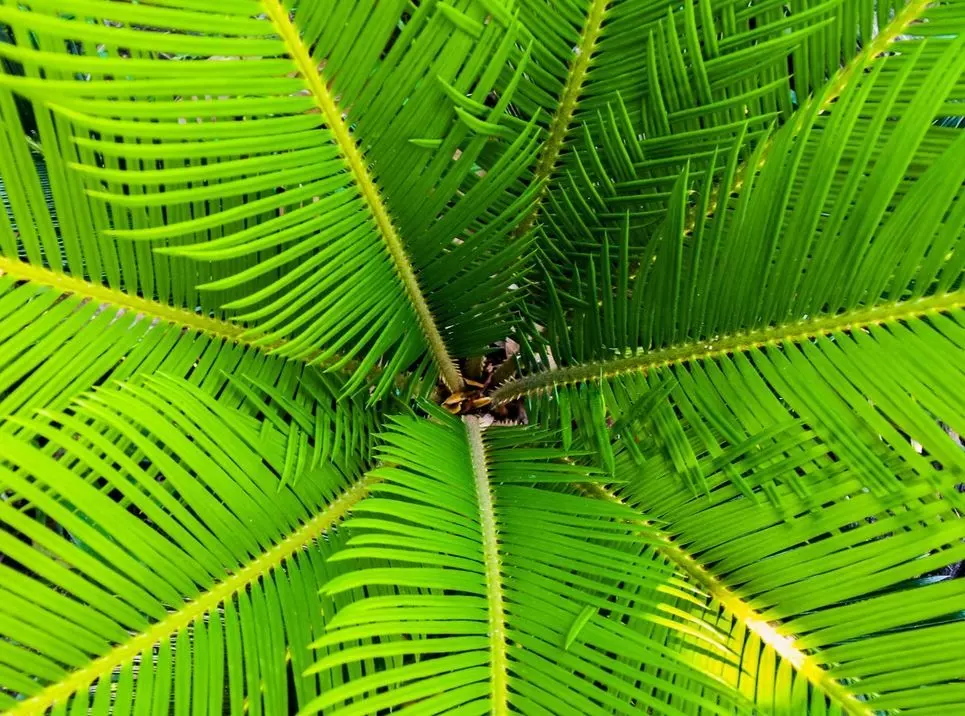 sago palm leaves