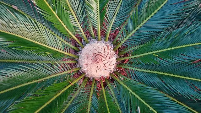 sago palm turning yellow ultimate guide