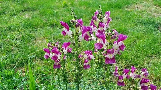 snapdragons watering. snapdragon care. snapdragons care. 