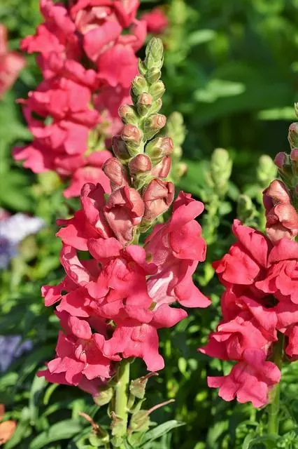snapdragons care and properties