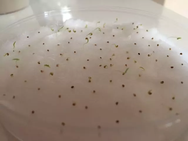 string of dolphins seeds
