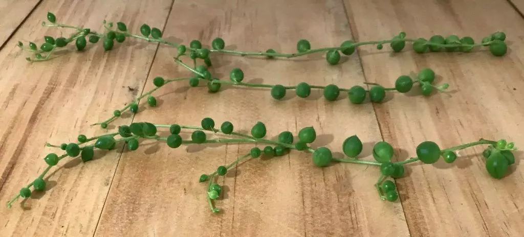 string of pearls cuttings