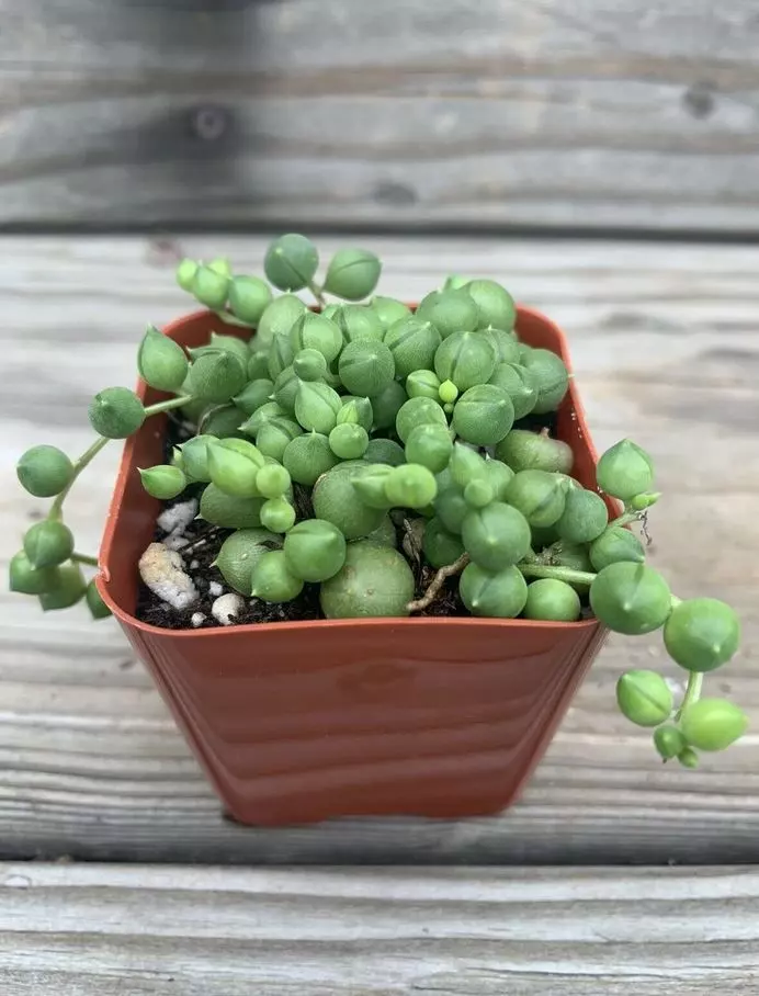 string of pearls potted