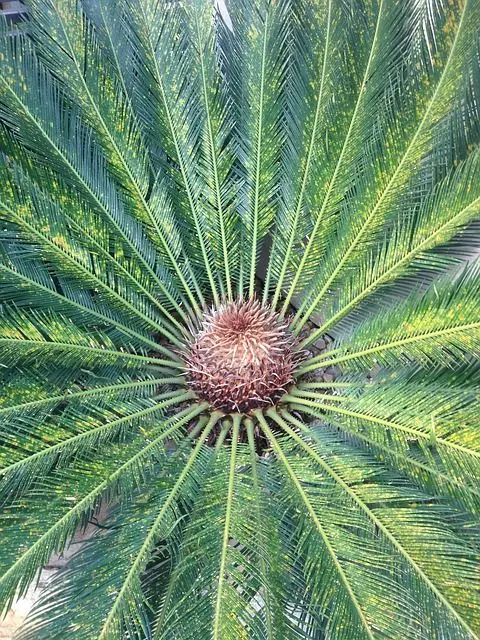 symmetry sago palm