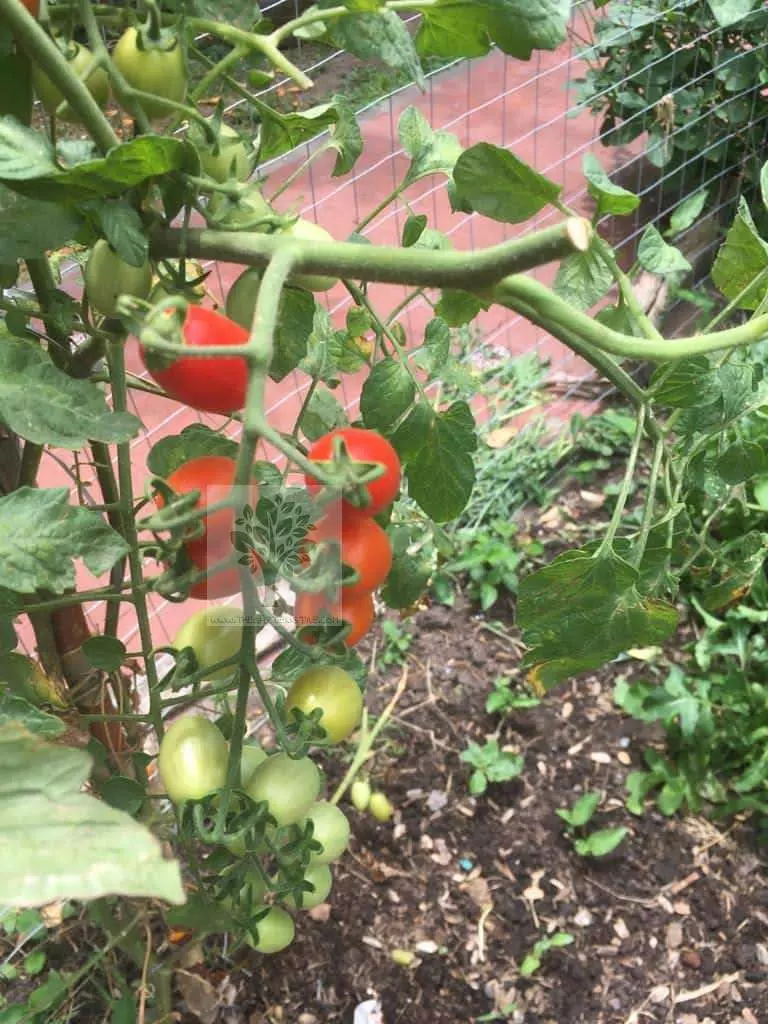 tomato harvesting how to grow tomato plant