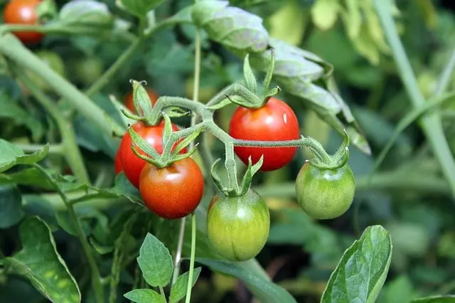 tomatoes crop