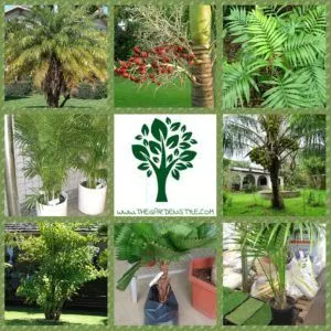 types of indoor palm trees