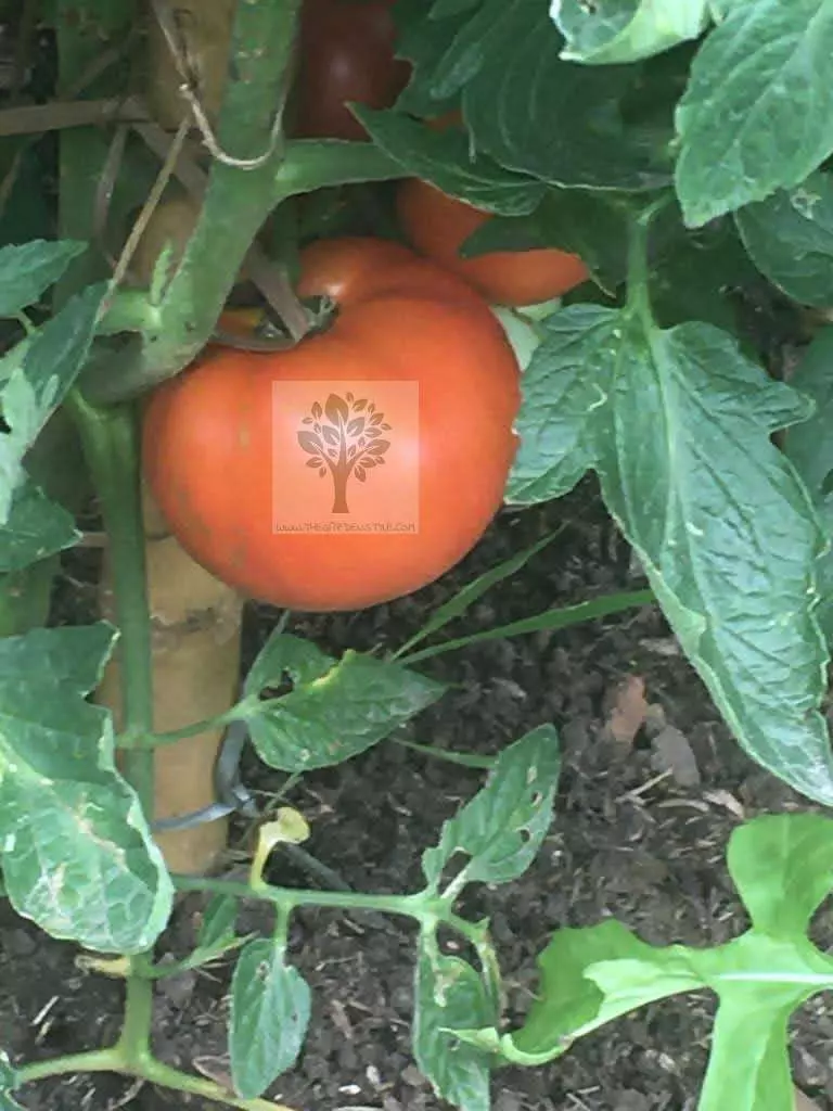 when to grow tomato plant
