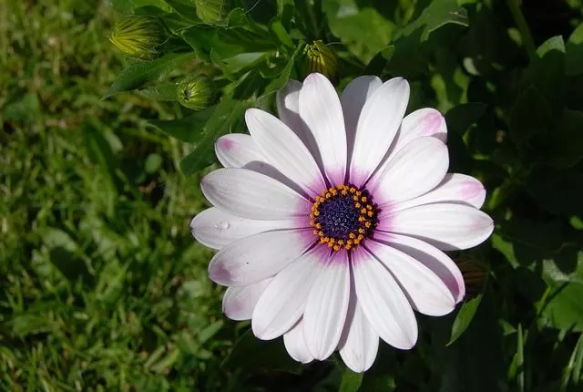 african daisy care ultimate guide