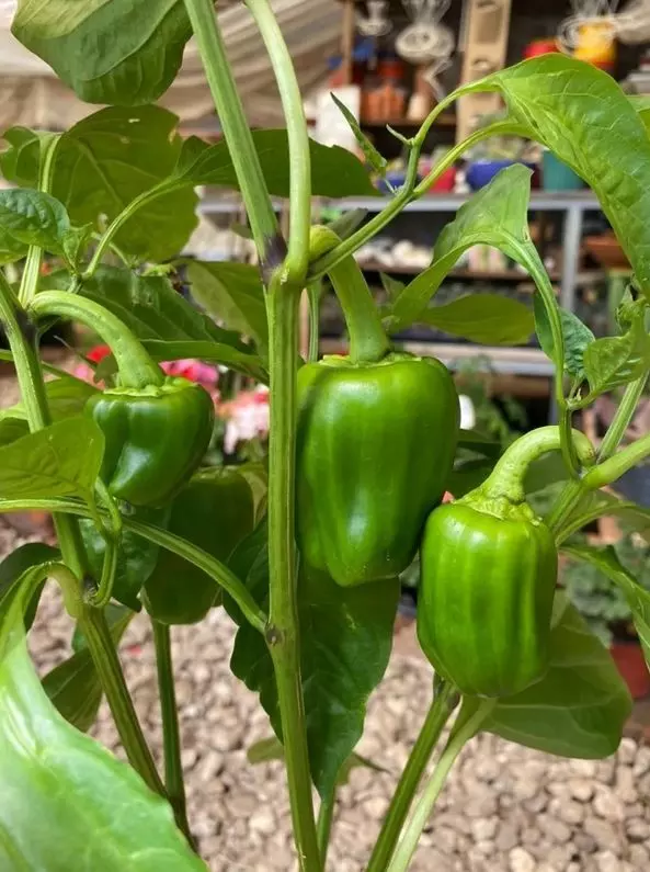 bell peppers harvest