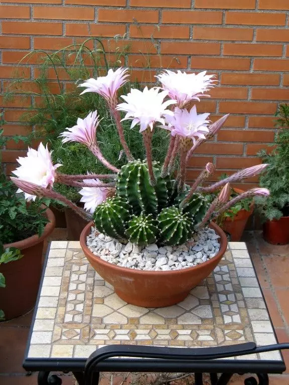 echinopsis eyriesii care ultimate guide