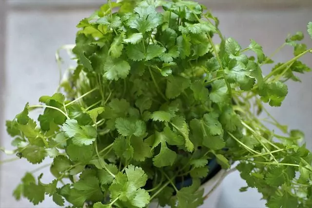 growing cilantro from seed guide