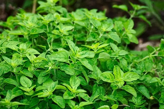 growing herbs indoors without sunlight oregano