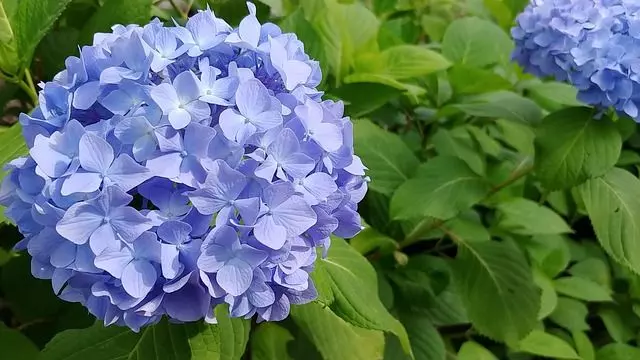 how to care for hydrangea bush