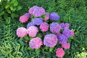how to care for hydrangea complete guide