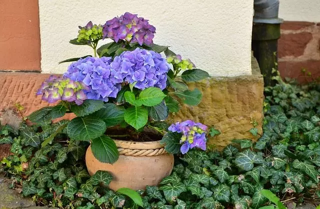 how to care for hydrangeas in pots complete guide