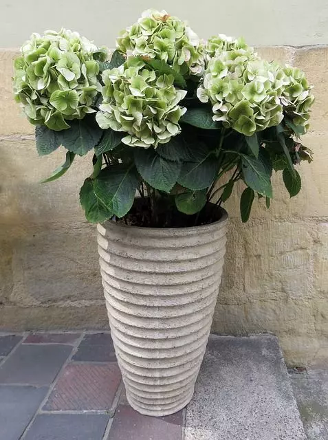 how to care for potted hydrangeas outdoors