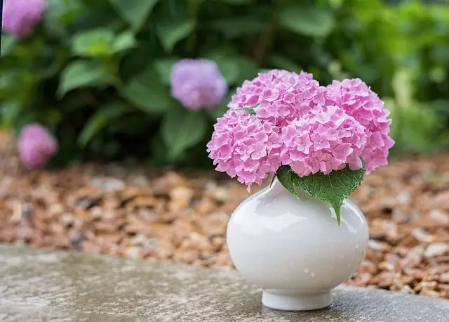 how to change colors-of hydrangea ultimate guide